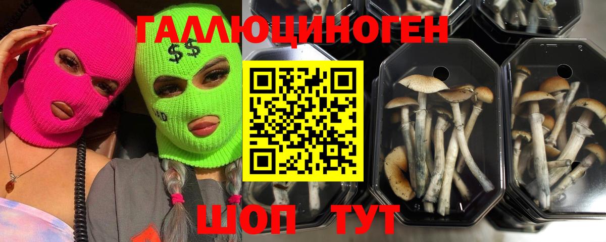 Ачхой-Мартан  Псилоцибиновые грибы Psilocybe  наркошоп  Вход с VPN 